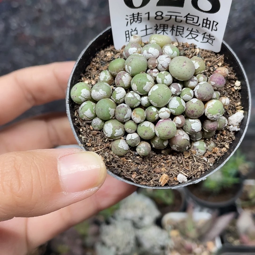 028小红嘴切糕（满18元包邮）