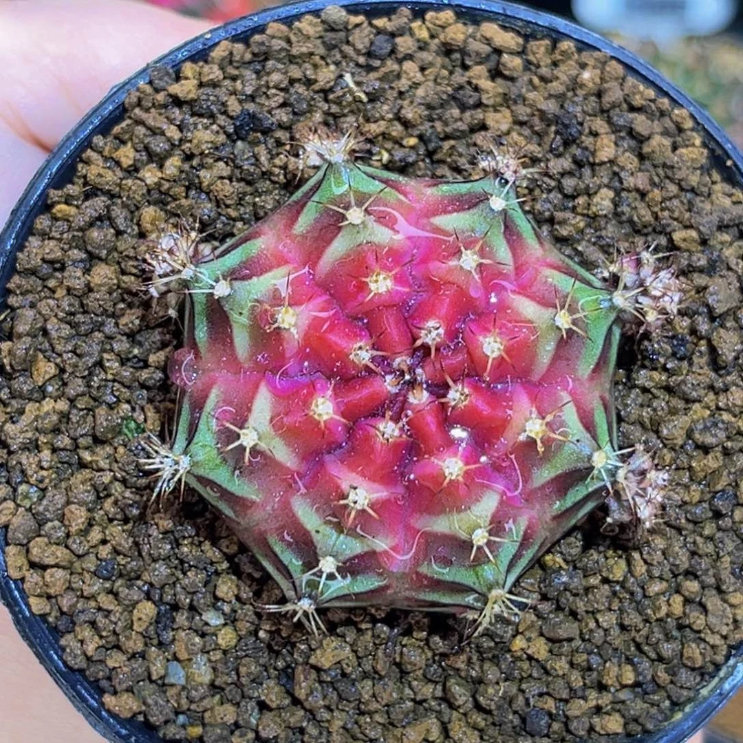红樱桃 米哈仙人球