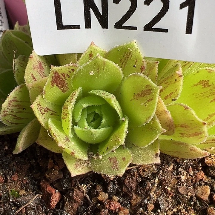 露妮221问尘新白龙妖纹侧芽