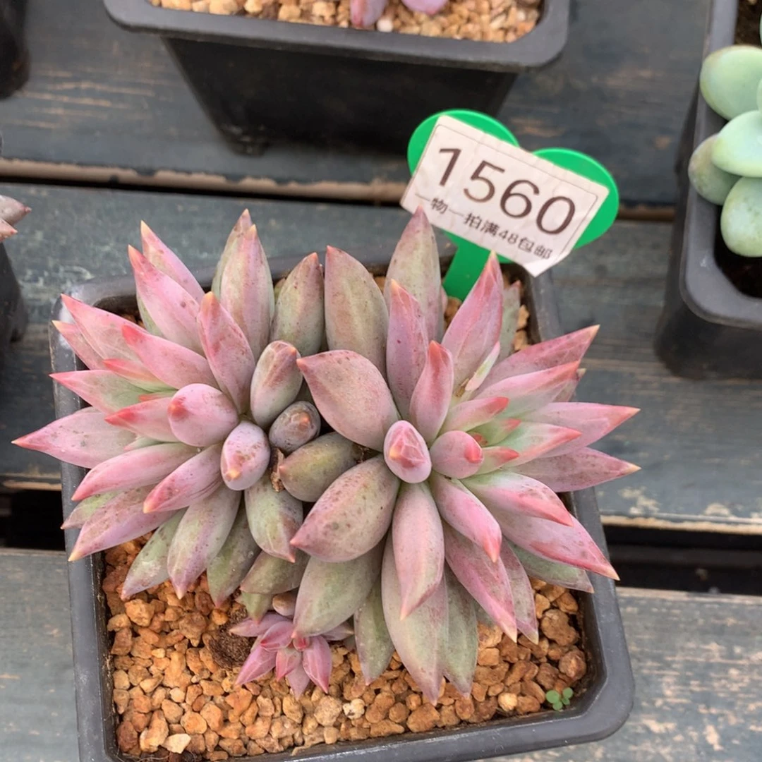 虞美人羽毛纹彩体1560