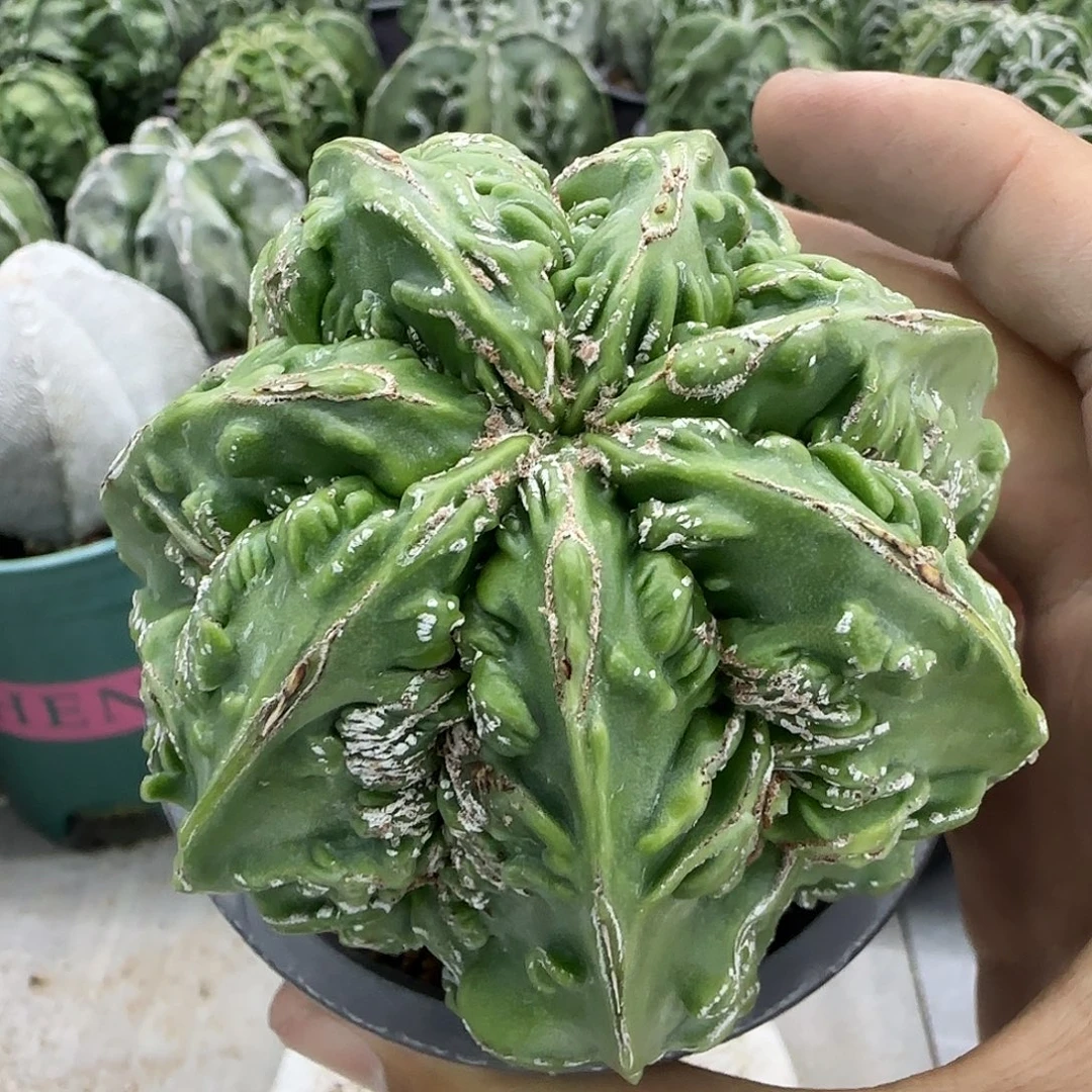 核桃鸾凤玉实生011