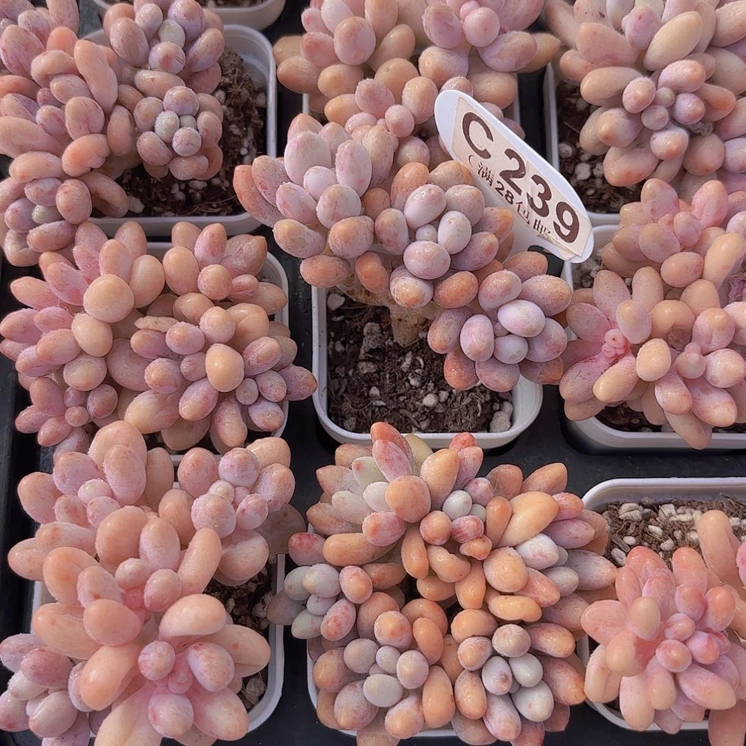 黑***圈C239桃花奶一物一拍