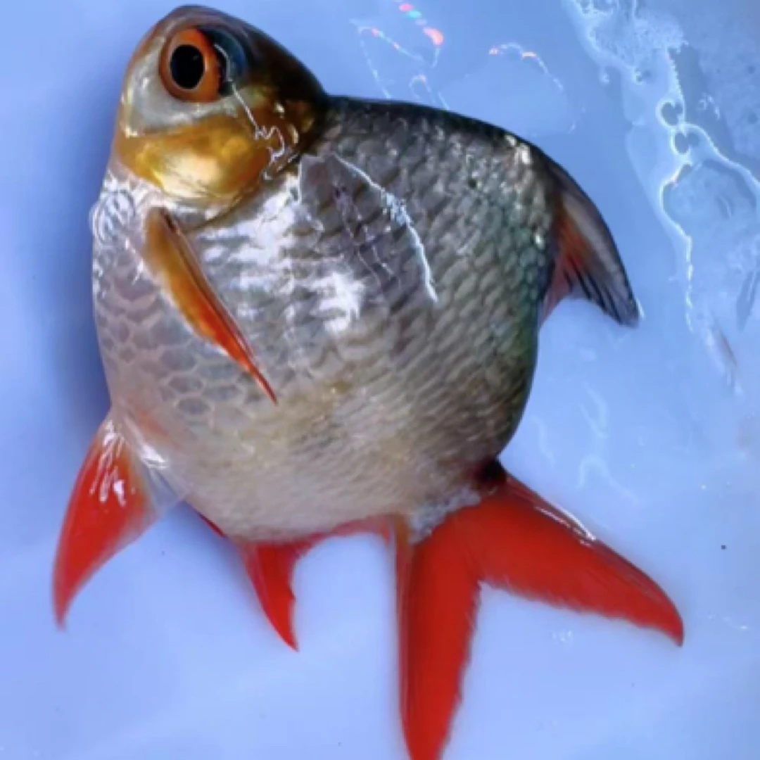 泰国鲫元宝鲫金元宝银元宝龙鱼配鱼热带鱼观赏鱼