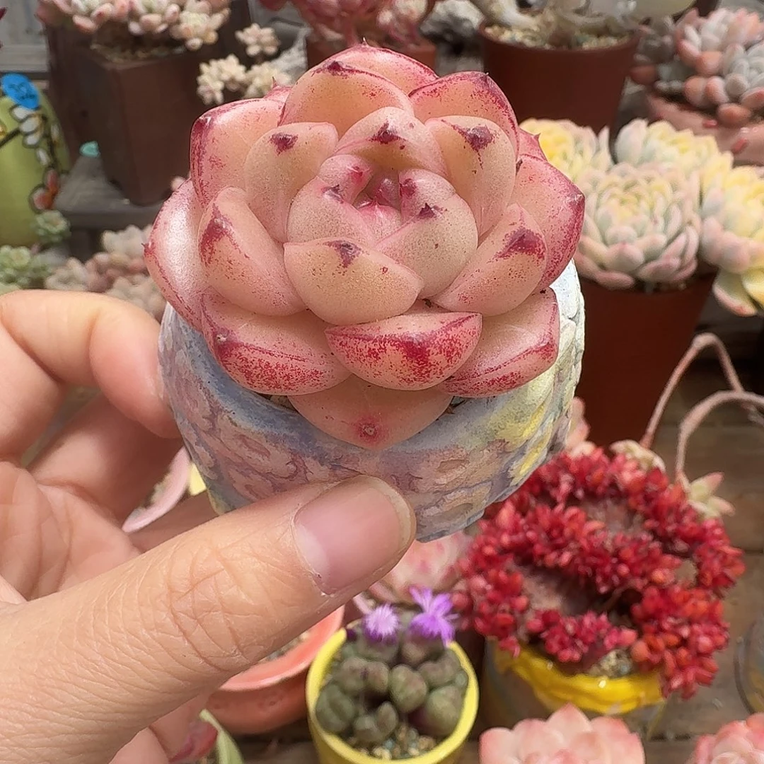 M100 多肉含盆土 一物一拍