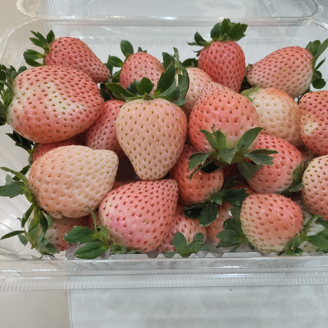 陕西纯甜粉玉草莓大果2盆4斤（每盆2斤）