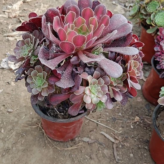 花纳加急发货法师13