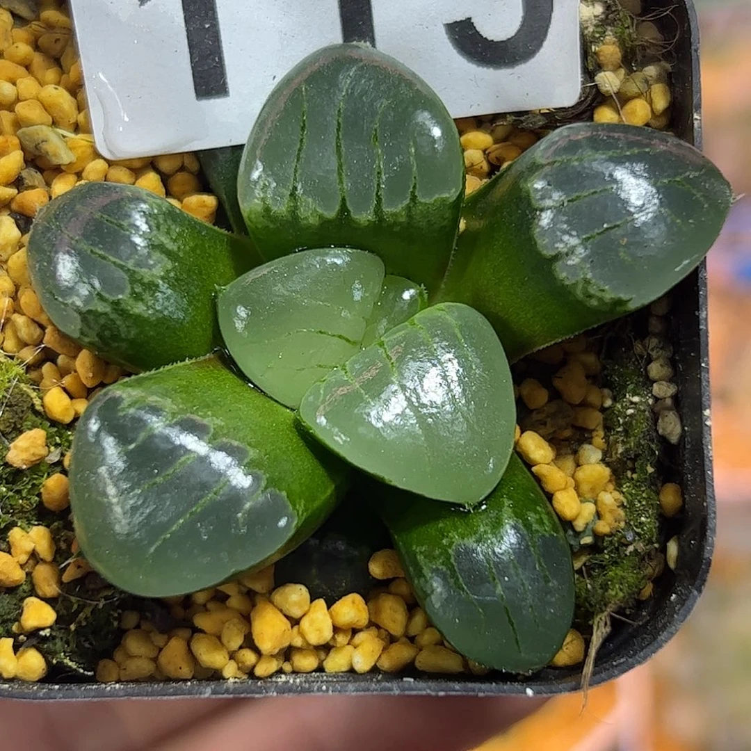 水晶葡萄克十二卷多肉植物