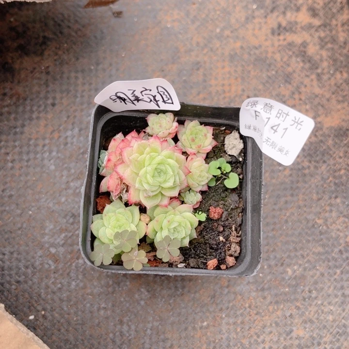 明***园141 带陶瓷盆发货 满28包邮