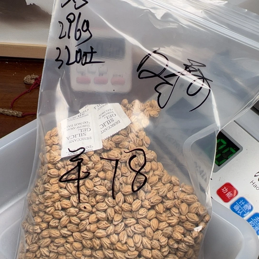 柏香籽/百香籽吊坠『****冬