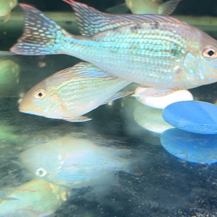 慈鲷鱼8-9厘米F1荧光绿关刀1条