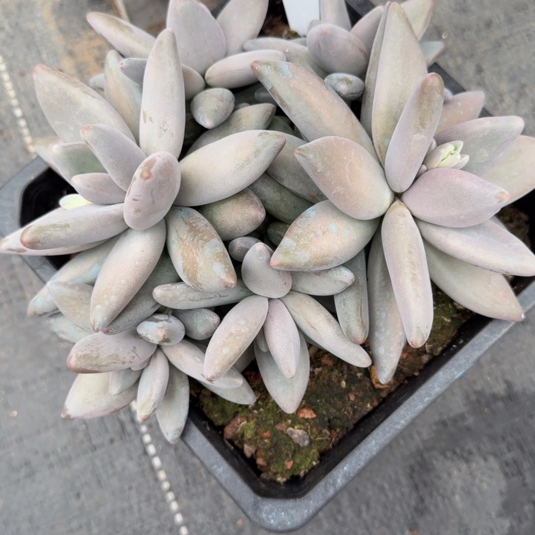 一物一拍超肥企鹅10