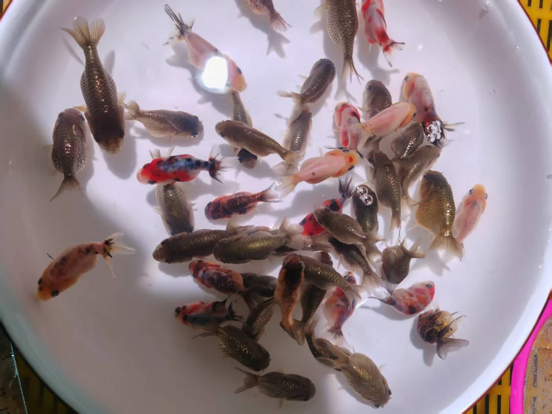 汐沅兰寿精品小亚成