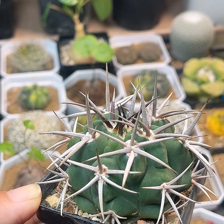 无花朵中刺碧岩玉实生球一颗