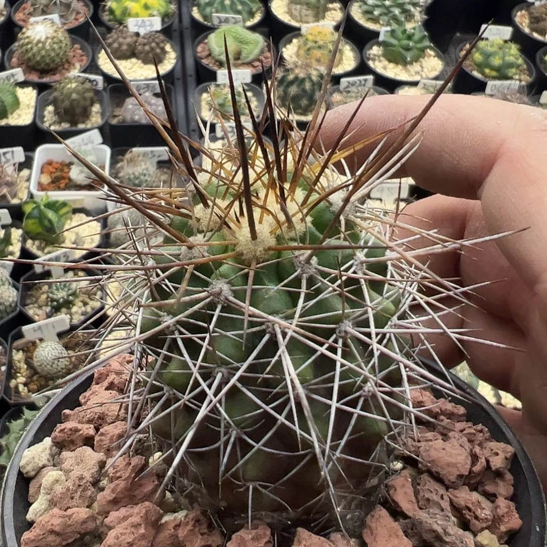 998蛇球龙爪球实生