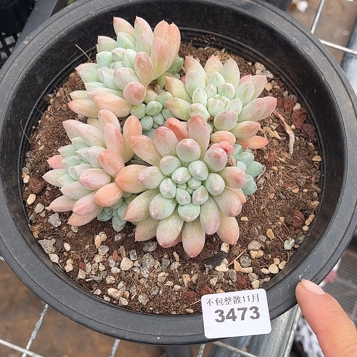 阿雅园艺。        3473奶糖