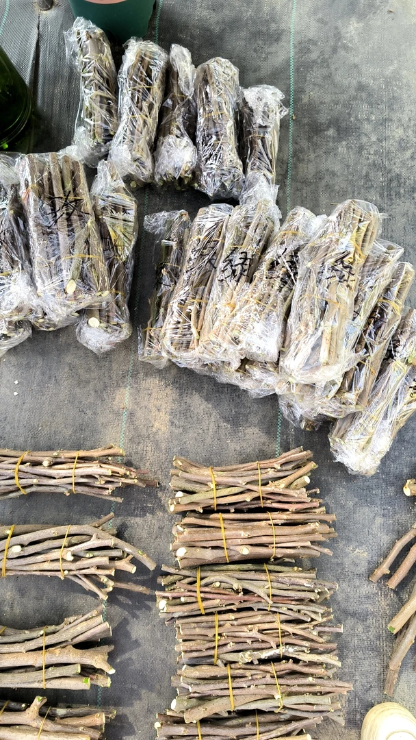 三角梅扦插枝条（随机6个不同品种包邮）