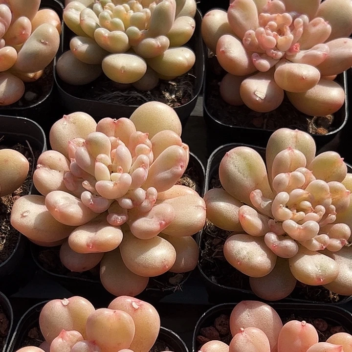 单头          比尔盖茨