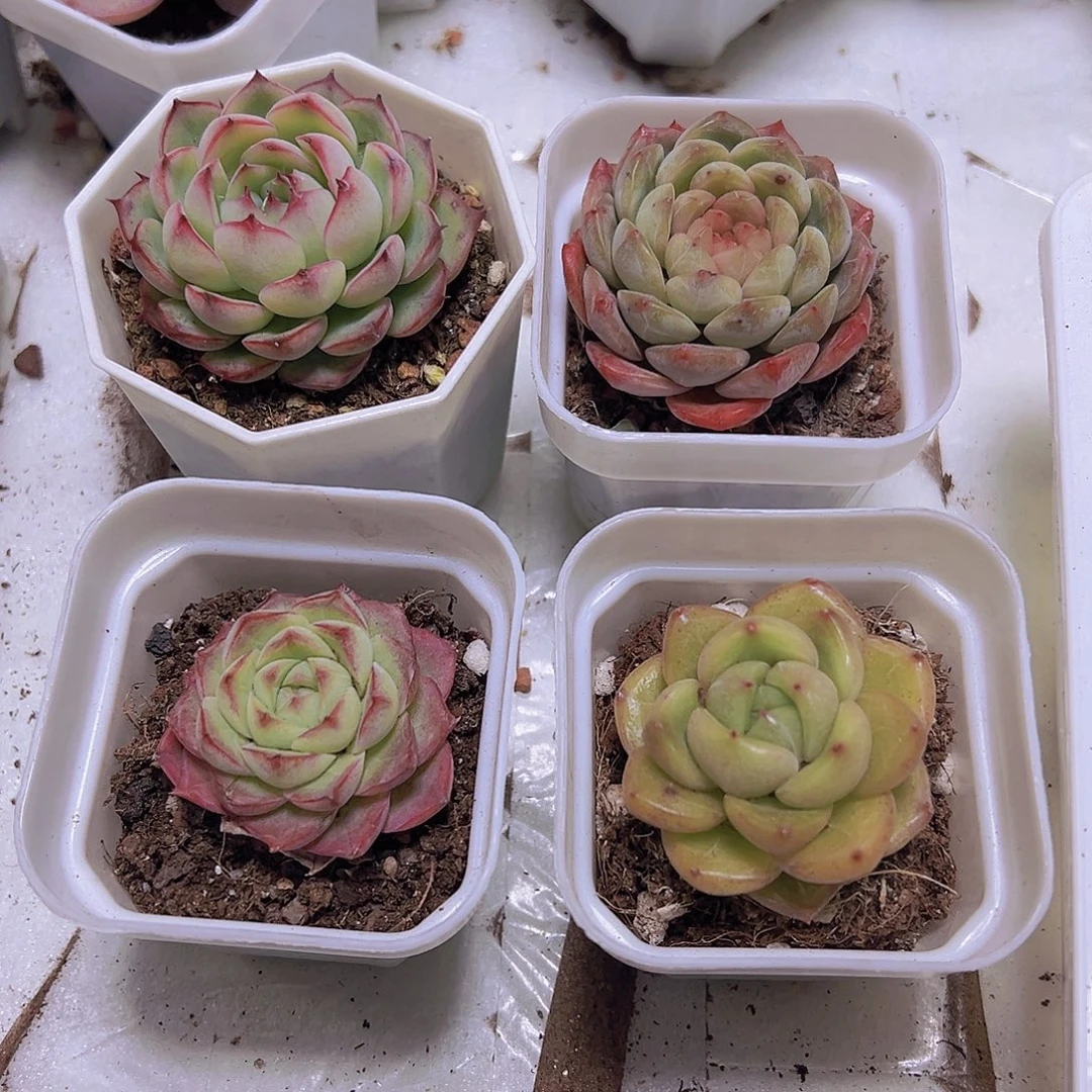 158碧玉组合4盆19包邮