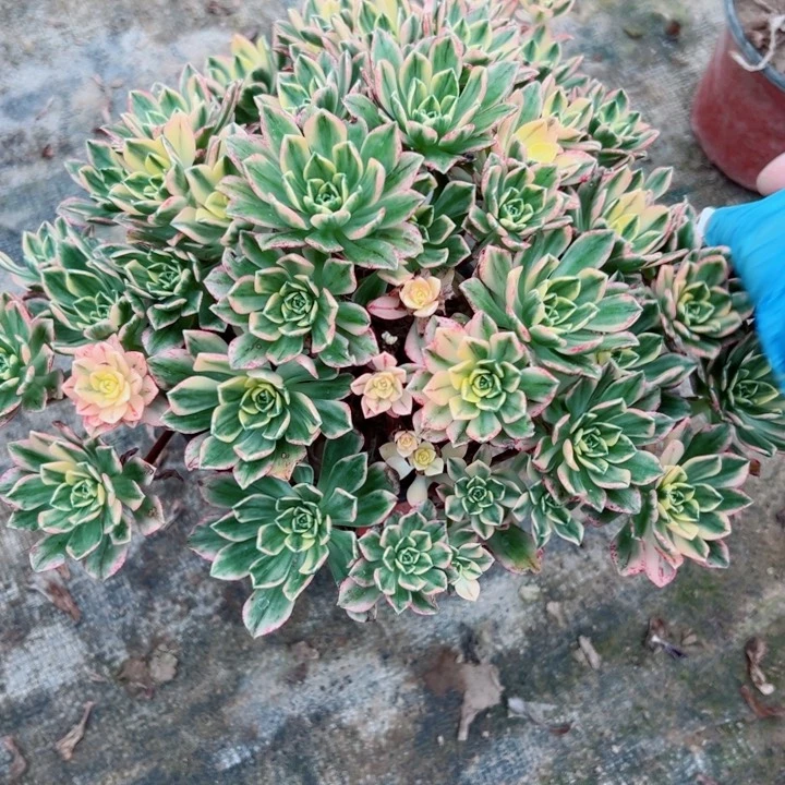 779甜茶多肉植物