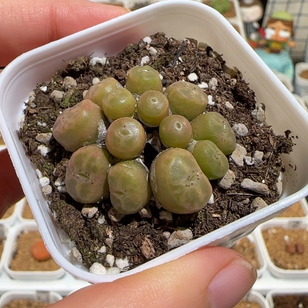 肉锥多肉植物组合-烧卖861