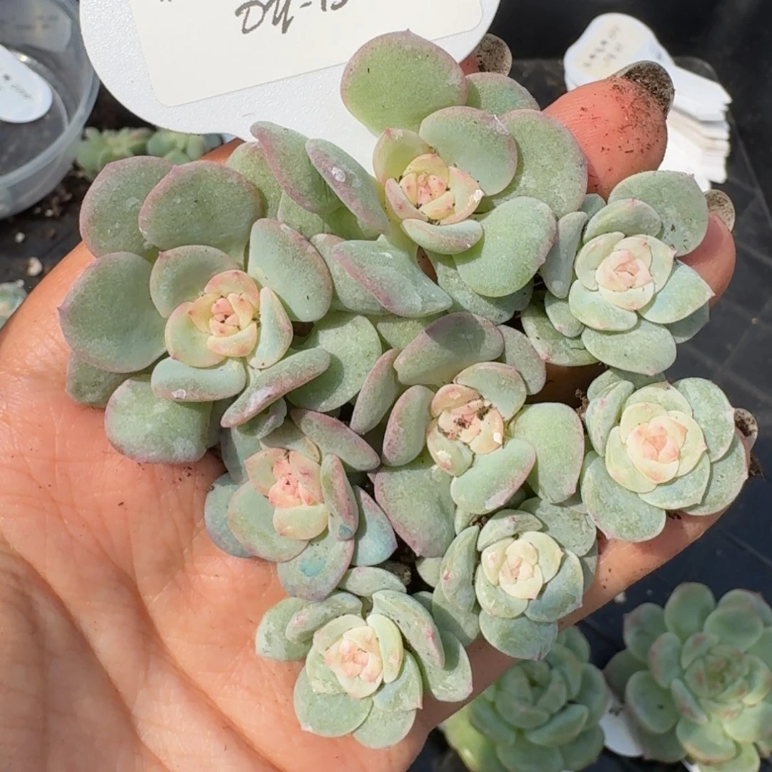 0719-015-晴兮五+芳草五（七天售后）量拍