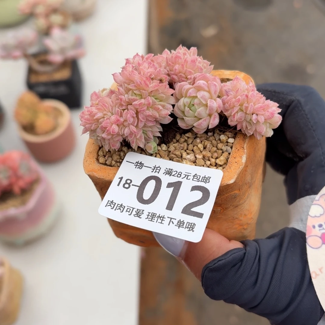 羊脂球缀化无盆土发货