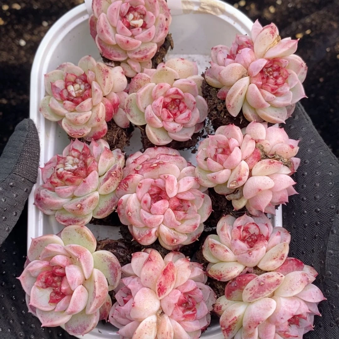 2-106 新疆西藏内蒙不发其他12.8包邮两到三公分多肉