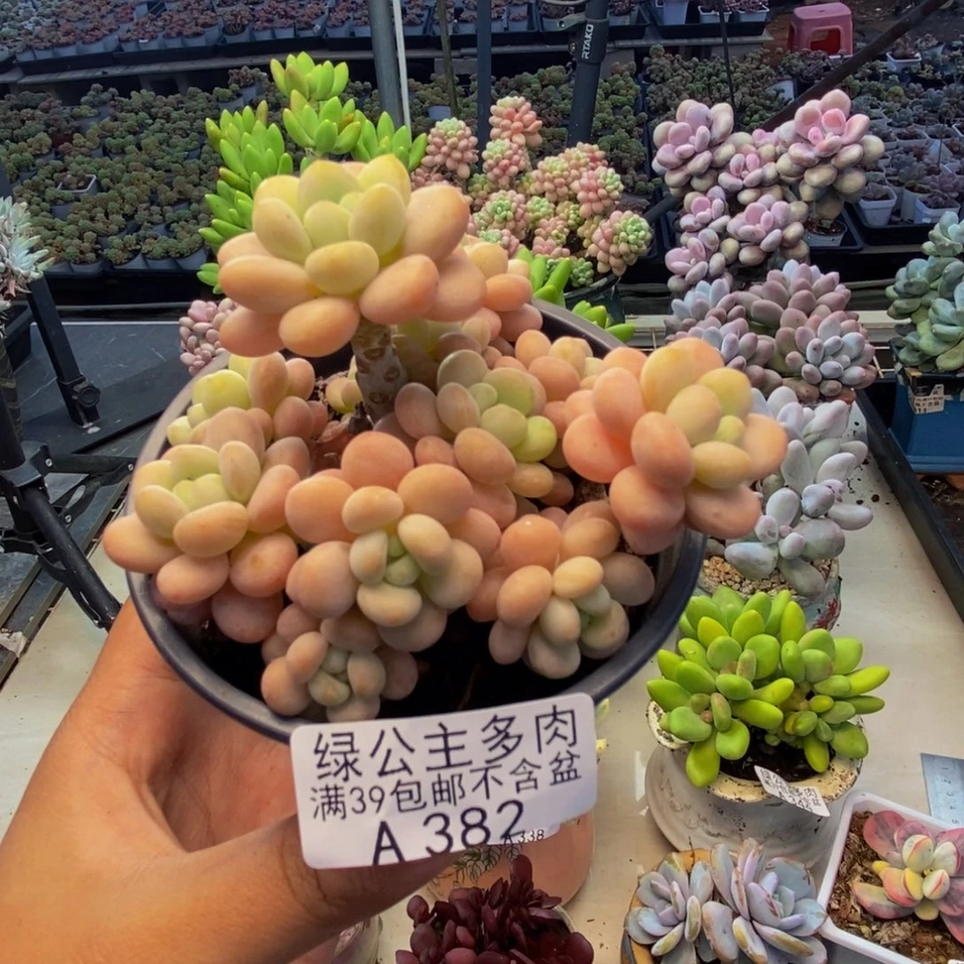 382洛可可多肉7cm