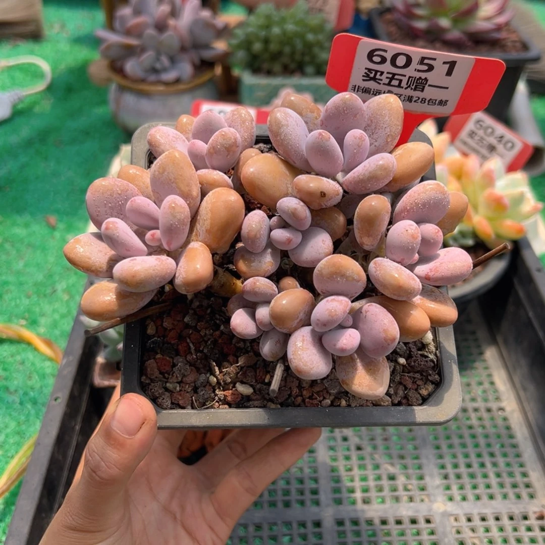 表妹精品多肉植物6051.