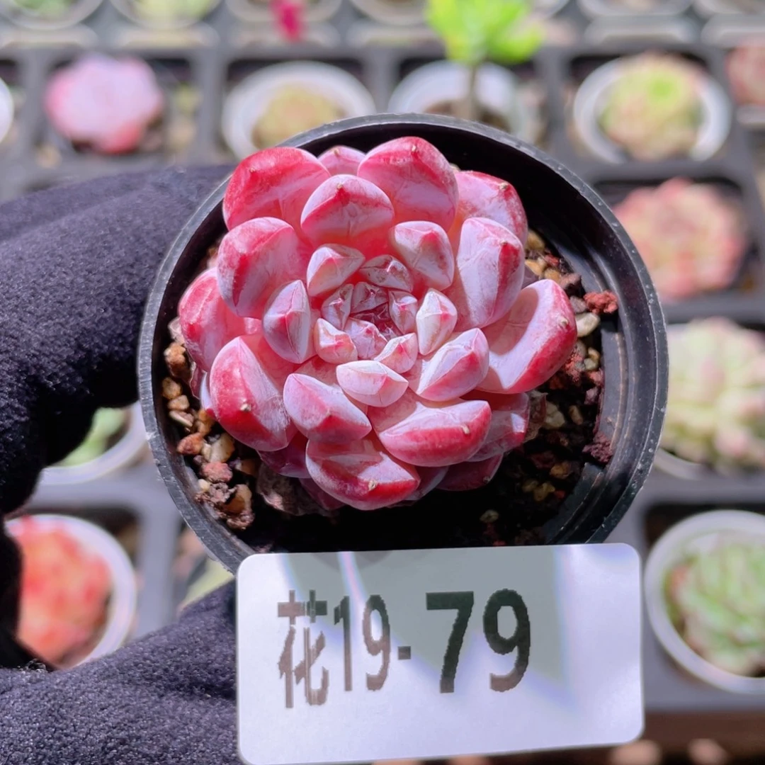 花利美19-79新品单头
