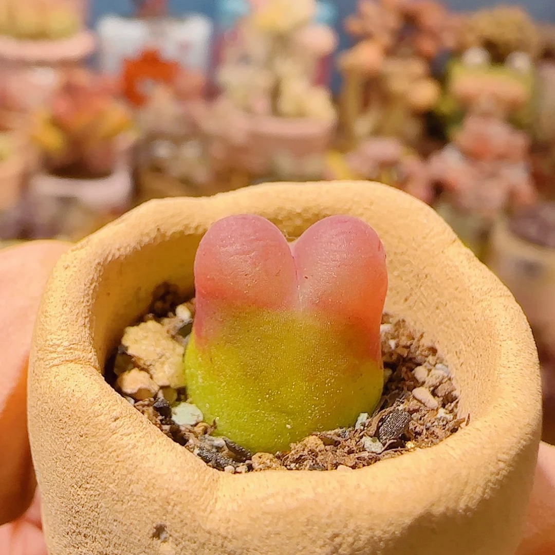 T可爱小蟠桃盆口2cm