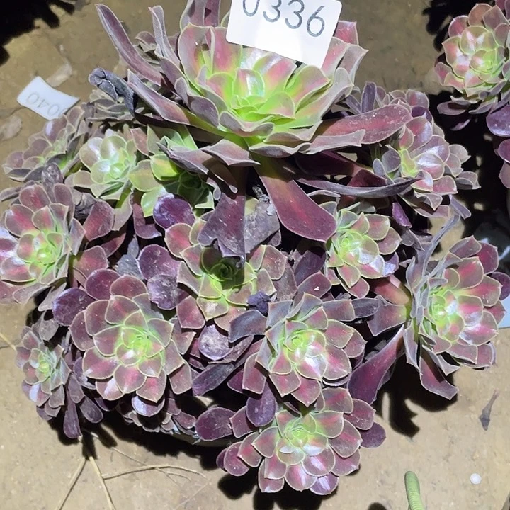多肉植物法师336花呐
