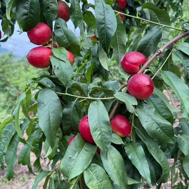 陕西岚皋孟石岭油桃5斤新鲜现摘现发