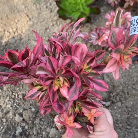 618魅影砍过满25包邮多肉