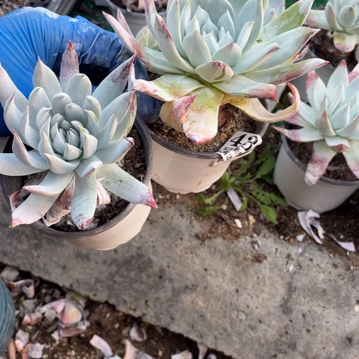 389号雪山杂多肉  2颗