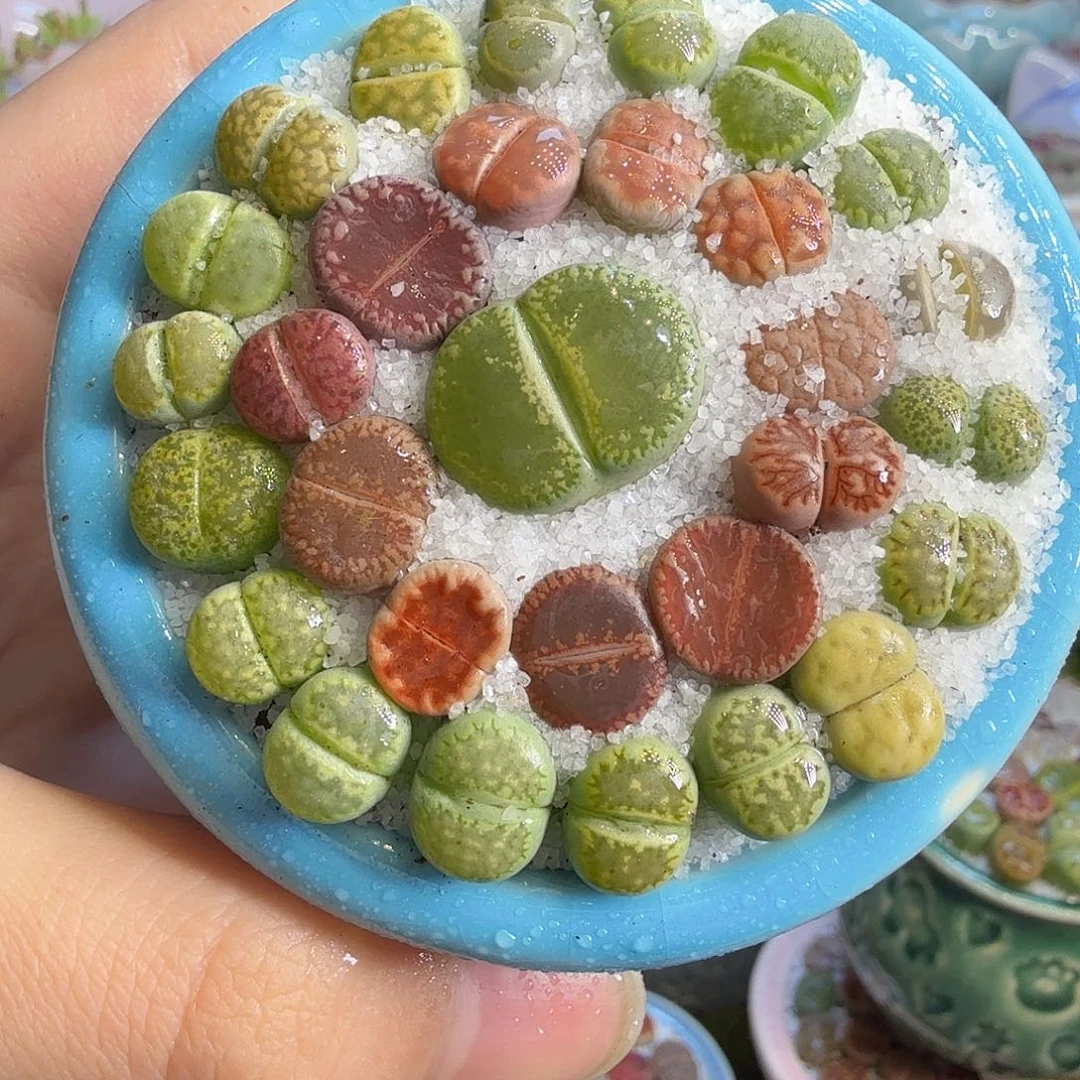 多肉植物的生长发育585