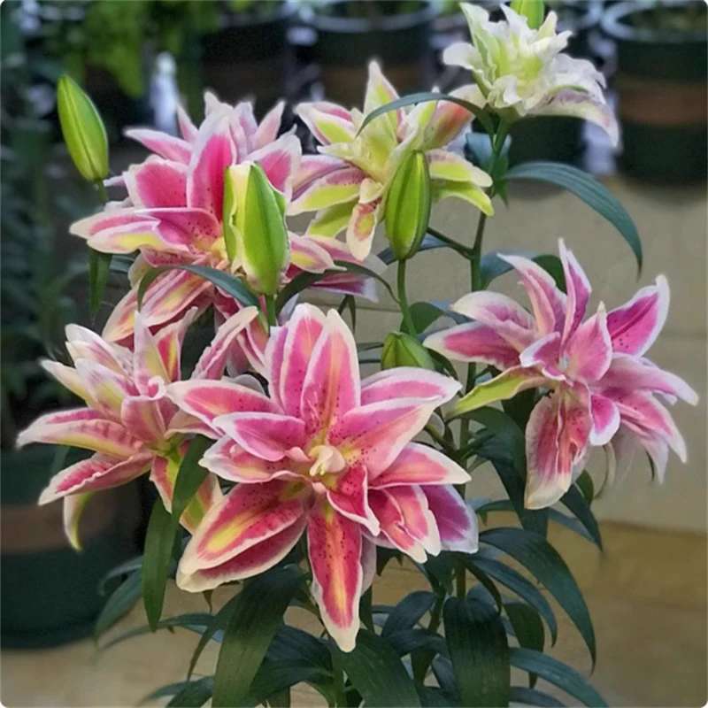 香水百合种球盆栽进口重瓣多头室内外四季亚洲百合花球根植物花卉