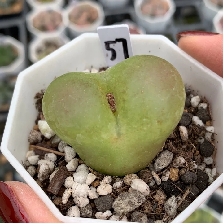 生石花带盆土发货