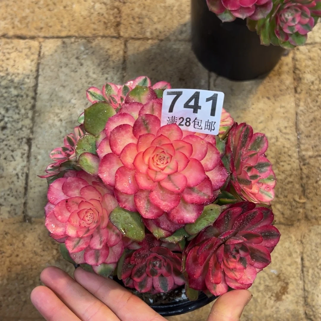 多肉植物741荔枝