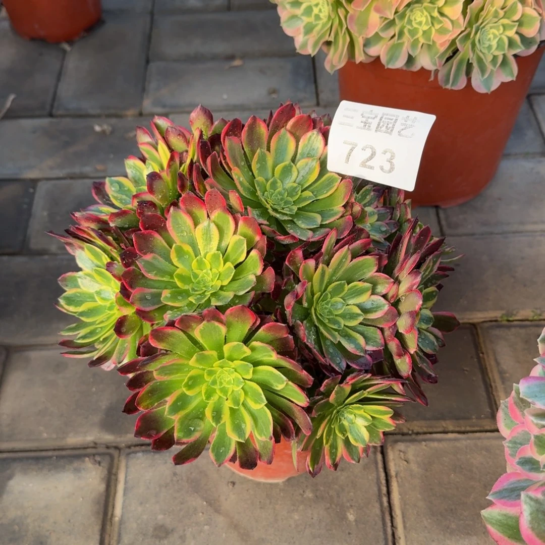 多肉植物723朝霞