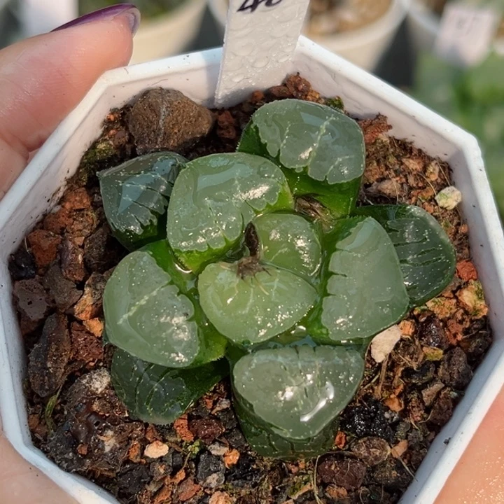 480姬翠哈哈哈哈哈哈哈