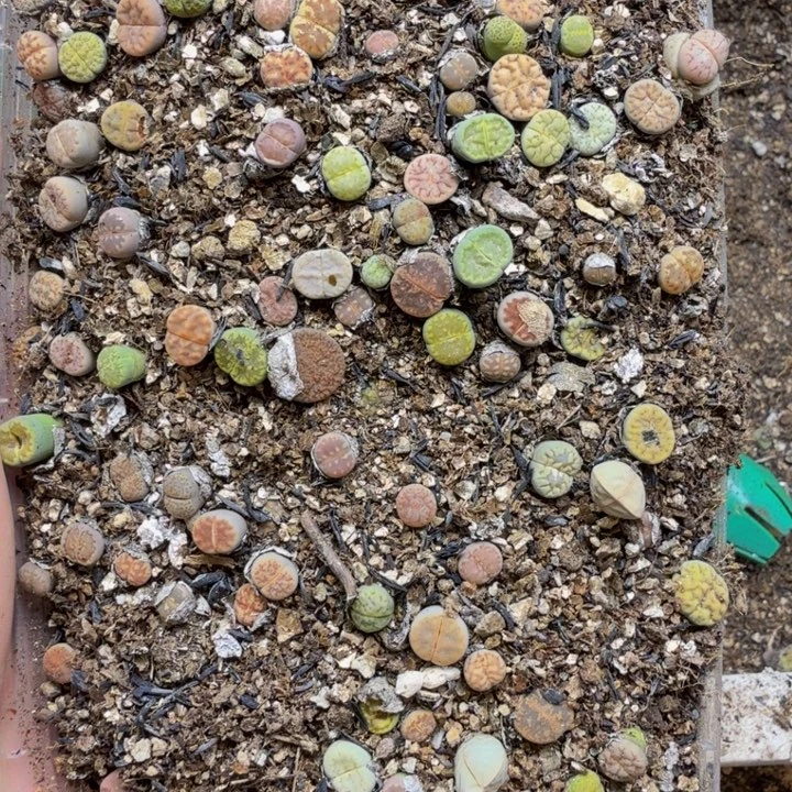 多肉植物的生长发育7