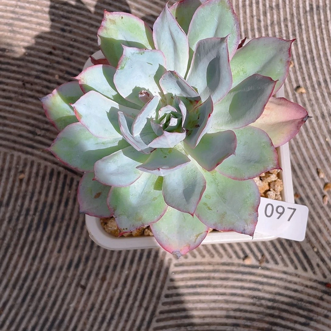 97。 蓝光。