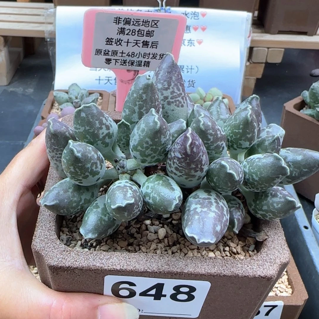 ?****?648二代紫海报多肉植物