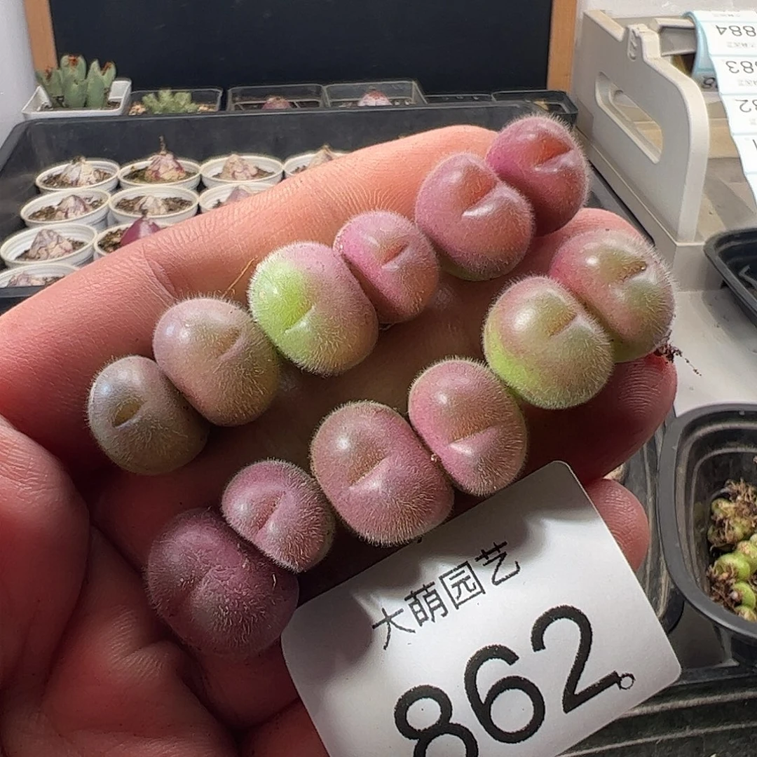 一物一拍。        862