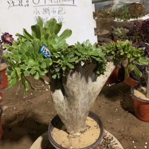 原始绿缀一物一拍