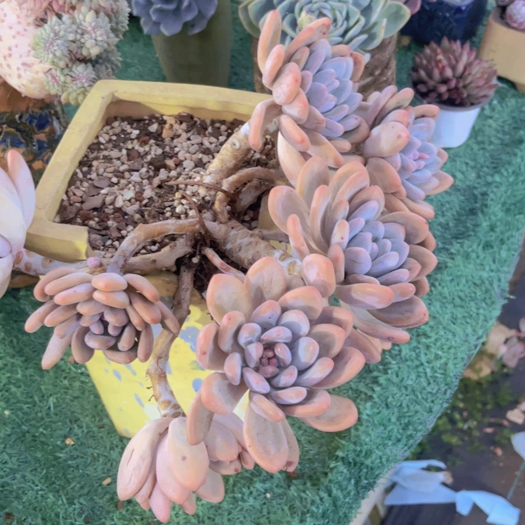 香水03167多肉植物