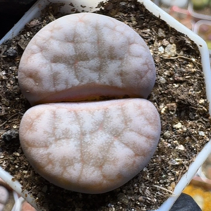 生石花111112。  90