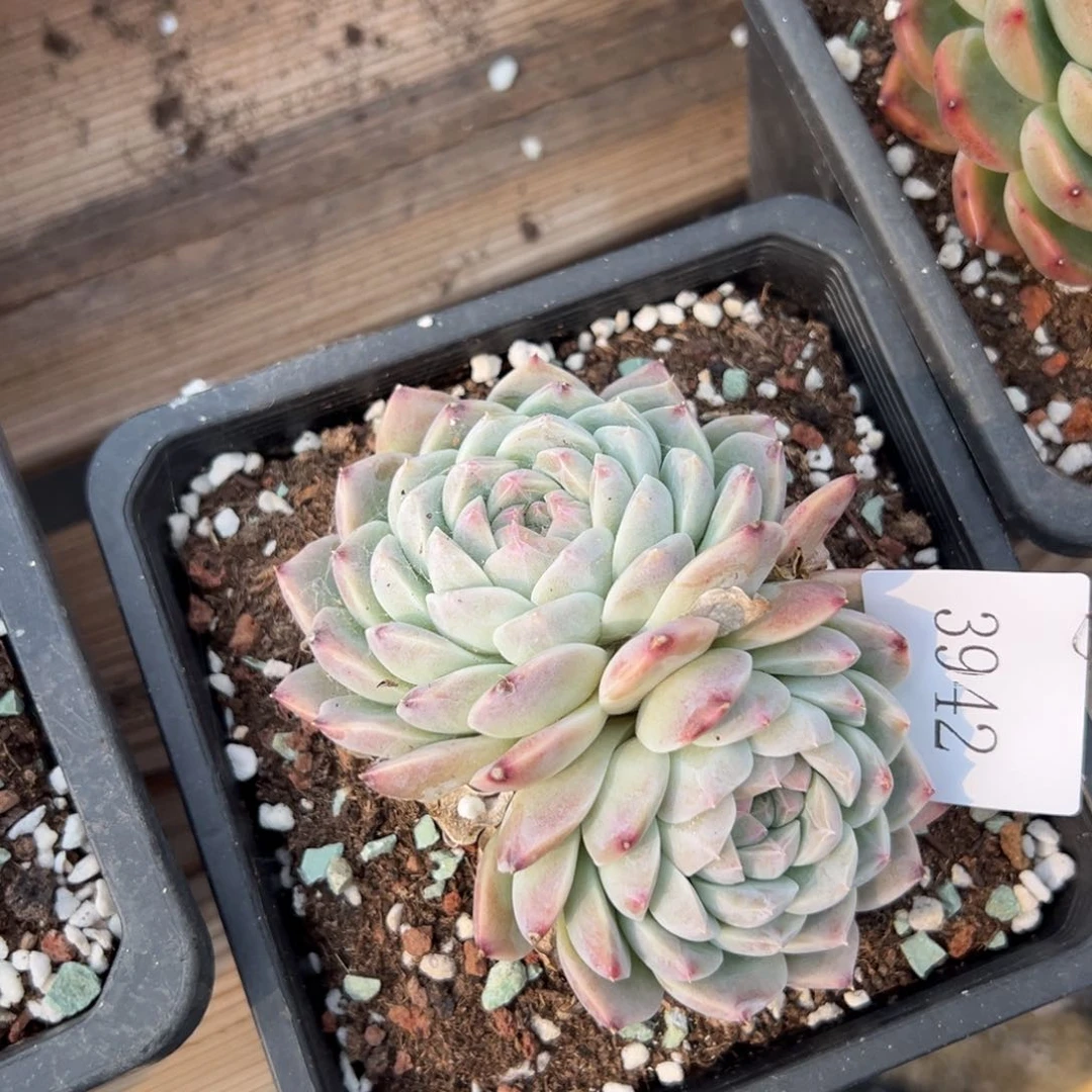 宇*3942多肉多多多多