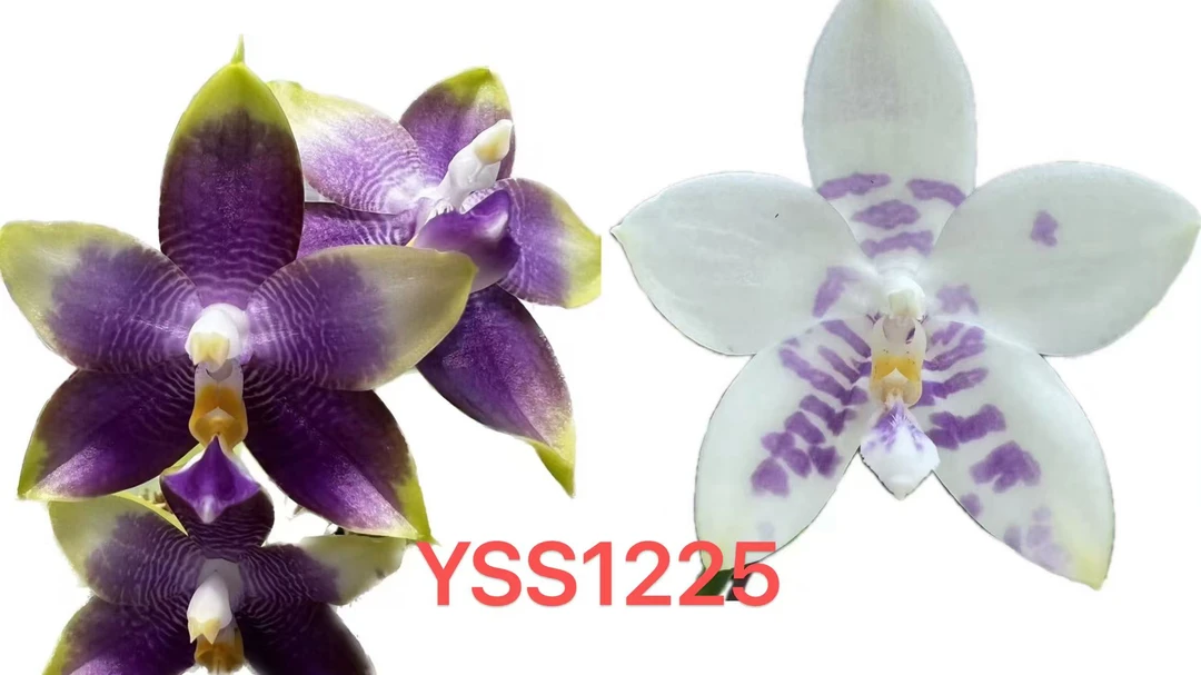 yss1225 妲己交蓝鹦鹉 微瑕疵 鲜花绿植